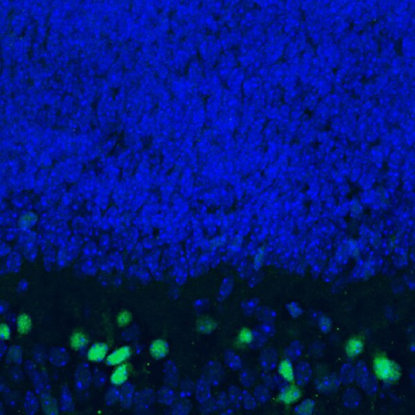 IF of mouse retina labeled with DSHB antibody PCRP-FOXP4-1G7 against FOXP4 (green). Image credit: NIH Common Fund PCRP and CDI Labs.